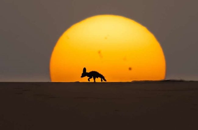 35-photography-awards-wildlife-winners-23-1-650x427-1