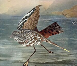 Annis-Birds-11-copy