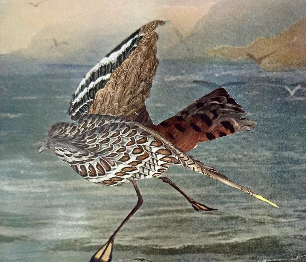 Annis-Birds-11-copy