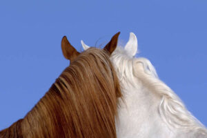 fine-art-photography-awards-wildlife-winners-2025-04-650x433-1