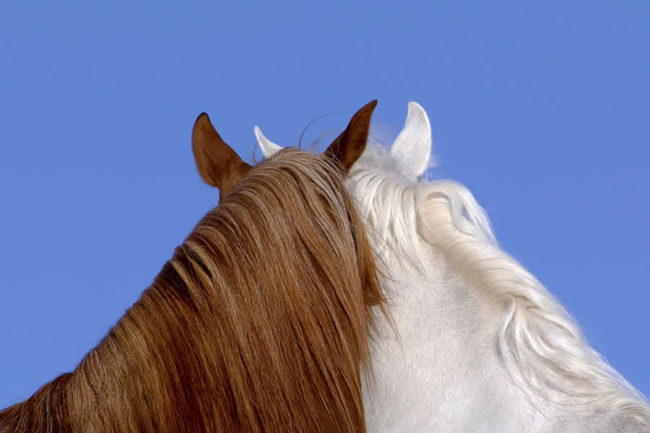 fine-art-photography-awards-wildlife-winners-2025-04-650x433-1