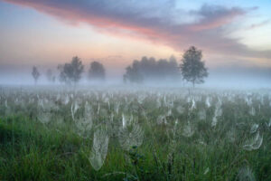 gdt-nature-photographer-of-the-year-2025-winners-15-650x433-1