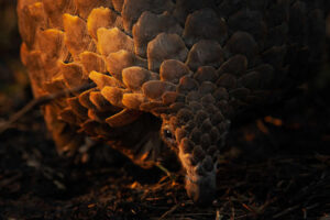 remembering-wildlife-winners-14-650x433-1