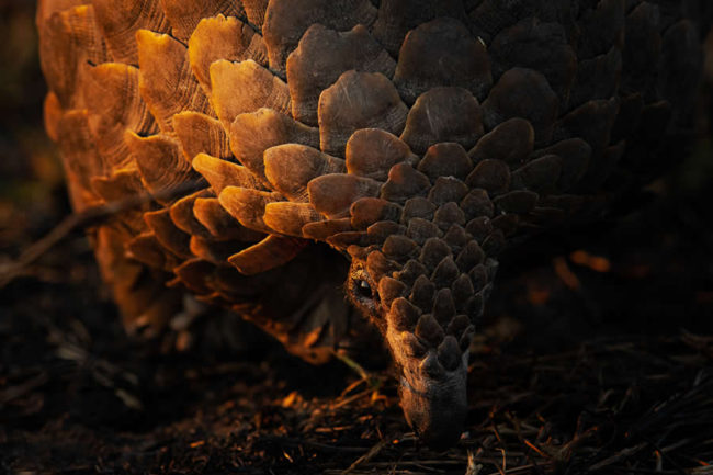 remembering-wildlife-winners-14-650x433-1