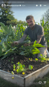 David-Beckham-in-the-Garden-IG