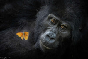 africa-geographic-photographer-2025-winners-03-650x433-1