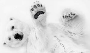 fine-art-photography-awards-wildlife-amateur-winners-07-650x383-1