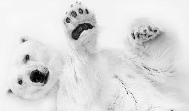 fine-art-photography-awards-wildlife-amateur-winners-07-650x383-1