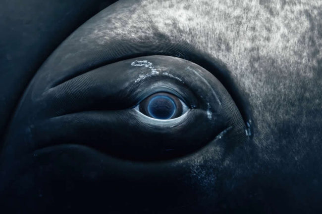 united-nations-world-oceans-day-photo-contest-winners-01-650x433-1